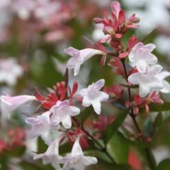 Abelia × Grandiflora