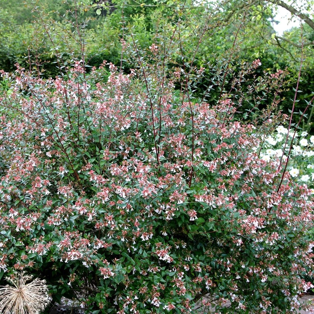 Abelia × Grandiflora 2 Abelia × Grandiflora - Image 2