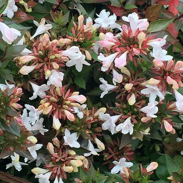 Abelia × Grandiflora 3 Abelia × Grandiflora - Image 3