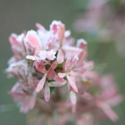 Abelia × Grandiflora 7 Abelia × Grandiflora -Plants Shop pl0000000003 card4 lg