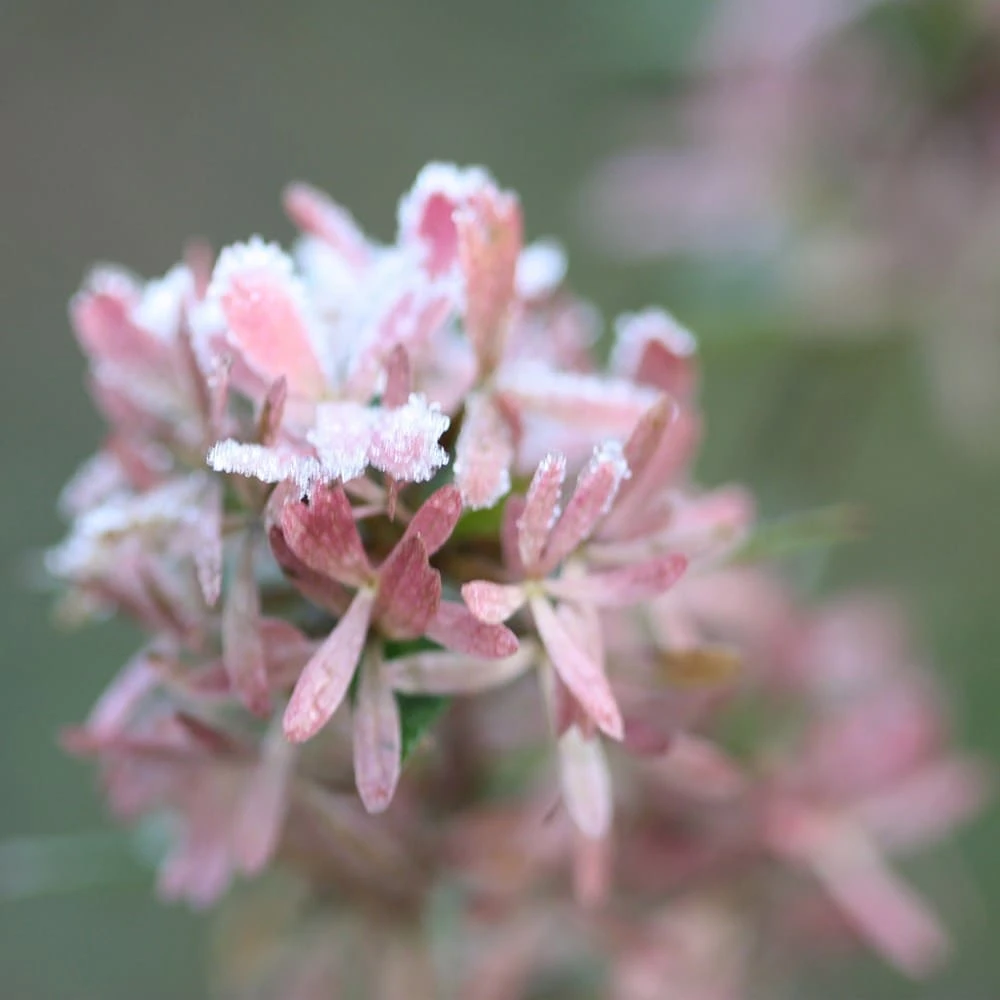 Abelia × Grandiflora 4 Abelia × Grandiflora - Image 4