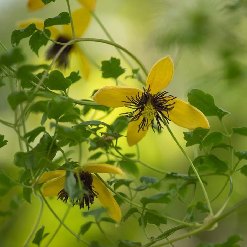 Clematis 'Bill MacKenzie' 1 Clematis 'Bill MacKenzie'