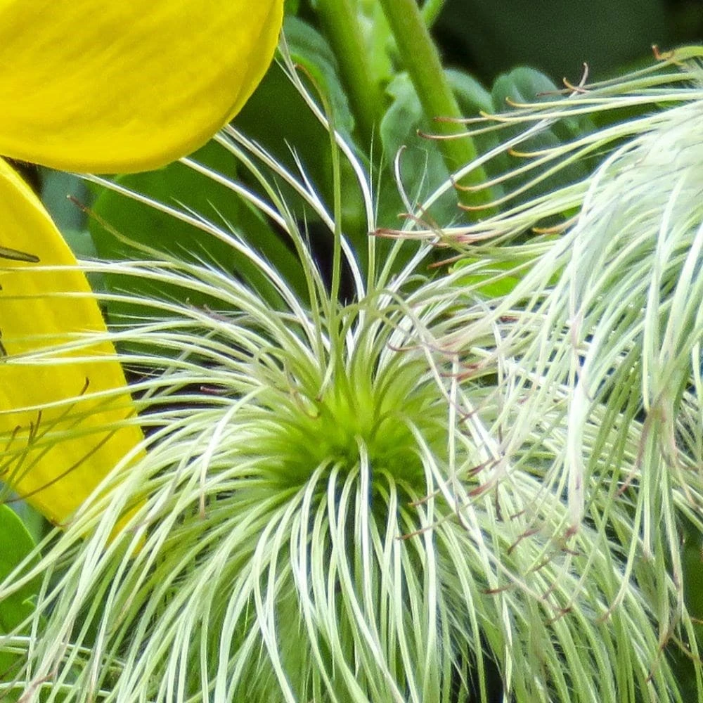 Clematis 'Bill MacKenzie' 2 Clematis 'Bill MacKenzie' - Image 2