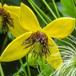 Clematis 'Bill MacKenzie' 5 Clematis 'Bill MacKenzie' -Plants Shop pl0000000008 card3 lg