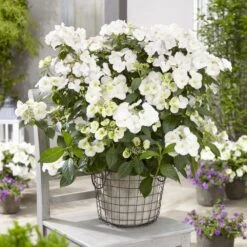 Hydrangea Runaway Bride Snow White ('USHYD0405') (PBR) -Plants Shop pl0000000032 card3 lg