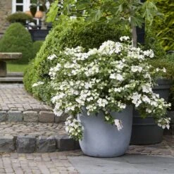 Hydrangea Runaway Bride Snow White ('USHYD0405') (PBR) -Plants Shop pl0000000032 card4 lg