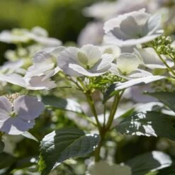 Hydrangea Runaway Bride Snow White ('USHYD0405') (PBR) -Plants Shop pl0000000032 card5 lg