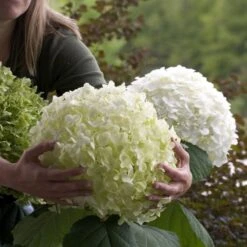 Hydrangea Arborescens Strong Annabelle ('Abetwo') (PBR)