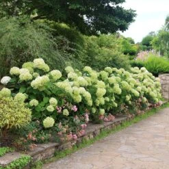 Hydrangea Arborescens Strong Annabelle ('Abetwo') (PBR) -Plants Shop pl0000000033 card3 lg