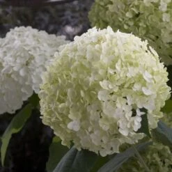 Hydrangea Arborescens Strong Annabelle ('Abetwo') (PBR) -Plants Shop pl0000000033 card4 lg