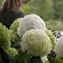 Hydrangea Arborescens Strong Annabelle ('Abetwo') (PBR) -Plants Shop pl0000000033 card6 lg