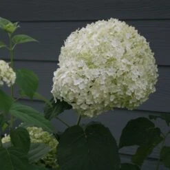 Hydrangea Arborescens Strong Annabelle ('Abetwo') (PBR) -Plants Shop pl0000000033 card7 lg