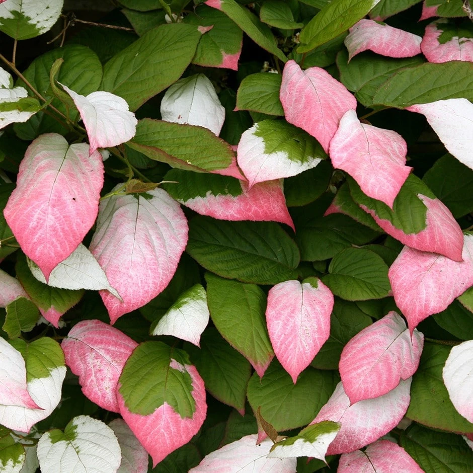 Actinidia Kolomikta 1 Actinidia Kolomikta