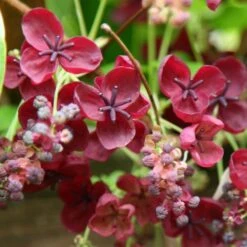 Akebia Quinata -Plants Shop pl0000000225 card3 lg