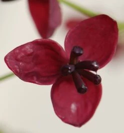 Akebia Quinata -Plants Shop pl0000000225 card4 lg