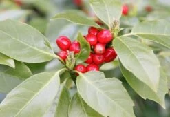 Aucuba Japonica 'Rozannie' -Plants Shop pl0000000277 card3 lg