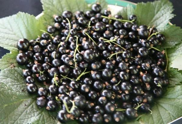 Blackcurrant 'Ben Connan' 2 Blackcurrant 'Ben Connan' - Image 2