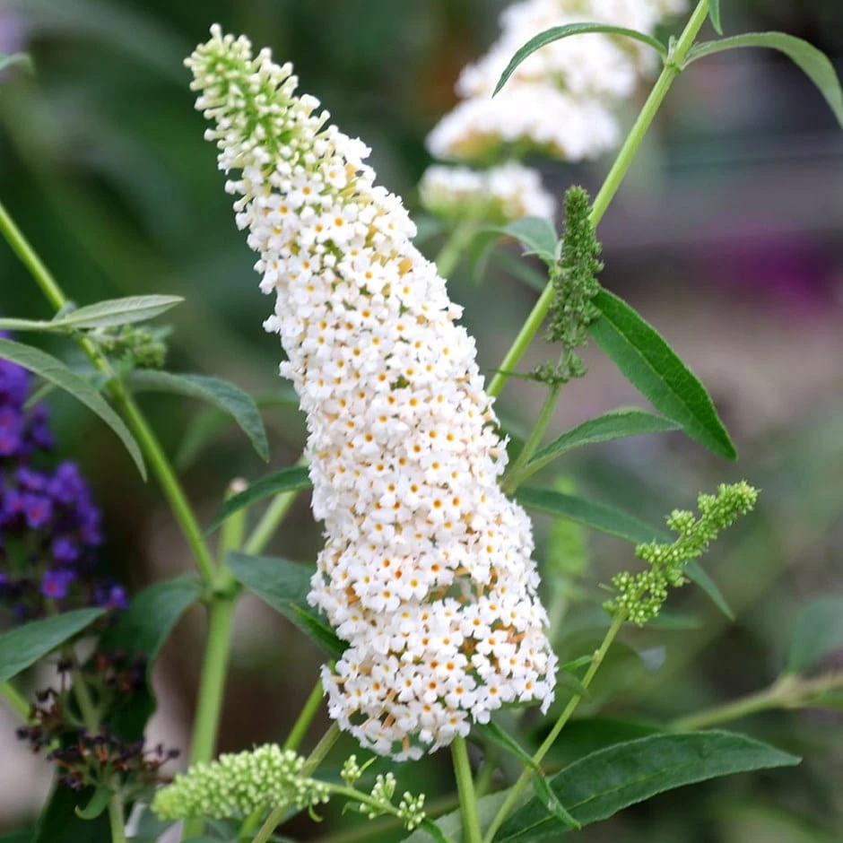 Buddleja Davidii 'White Profusion' 1 Buddleja Davidii 'White Profusion'