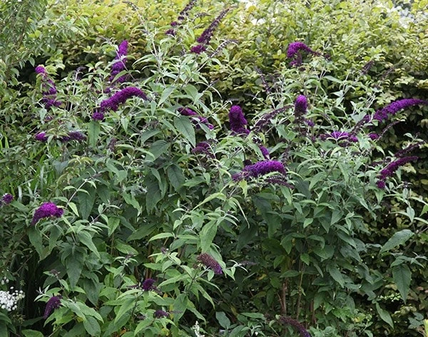 Buddleja Davidii 'Black Knight' 2 Buddleja Davidii 'Black Knight' - Image 2