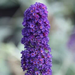Buddleja Davidii 'Black Knight' 7 Buddleja Davidii 'Black Knight' -Plants Shop pl0000000413 card3 lg