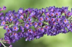 Buddleja Davidii 'Black Knight' 8 Buddleja Davidii 'Black Knight' -Plants Shop pl0000000413 card4 lg