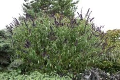 Buddleja Davidii 'Black Knight' 9 Buddleja Davidii 'Black Knight' -Plants Shop pl0000000413 card5 lg