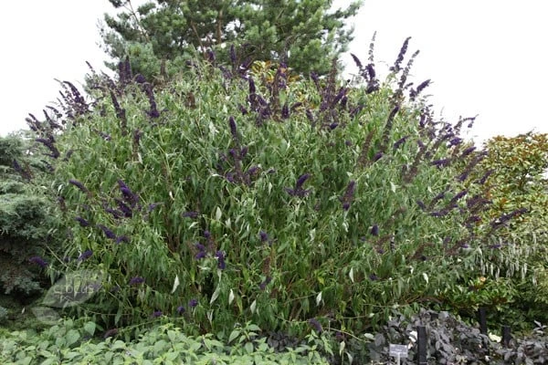 Buddleja Davidii 'Black Knight' 5 Buddleja Davidii 'Black Knight' - Image 5