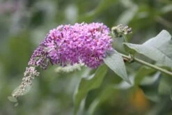 Buddleja 'Pink Delight' 7 Buddleja 'Pink Delight' -Plants Shop pl0000000421 card4 lg