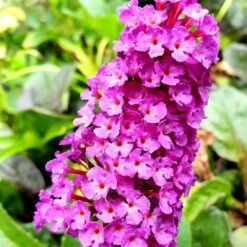 Buddleja Davidii 'Royal Red' -Plants Shop pl0000000422 card3 lg