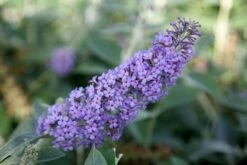 Buddleja 'Lochinch' -Plants Shop pl0000000426 card3 lg