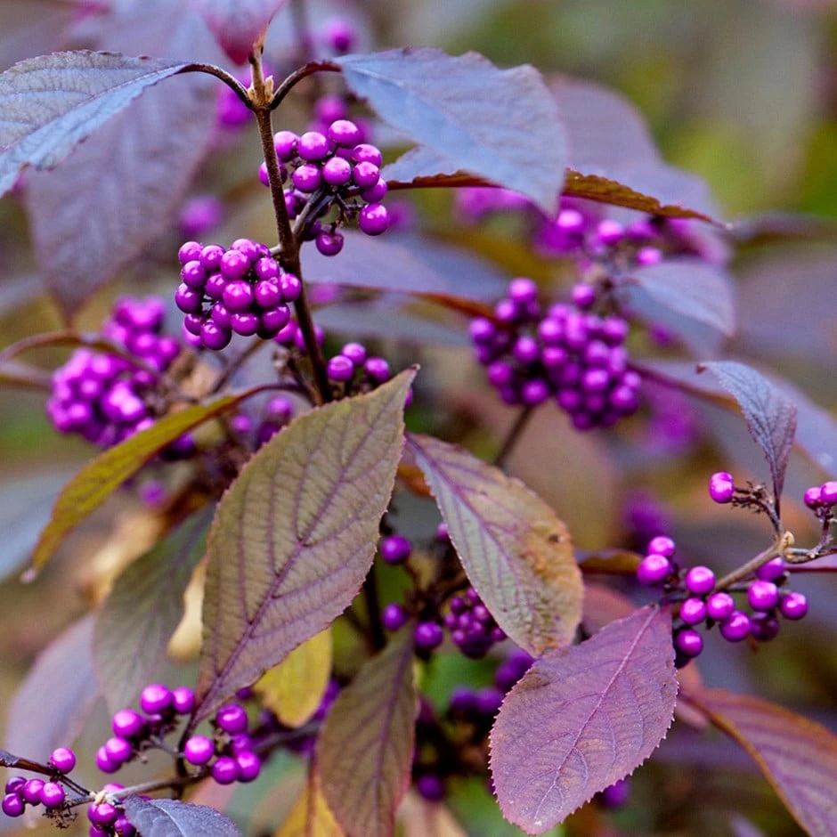 Callicarpa Bodinieri Var. Giraldii 'Profusion' 1 Callicarpa Bodinieri Var. Giraldii 'Profusion'