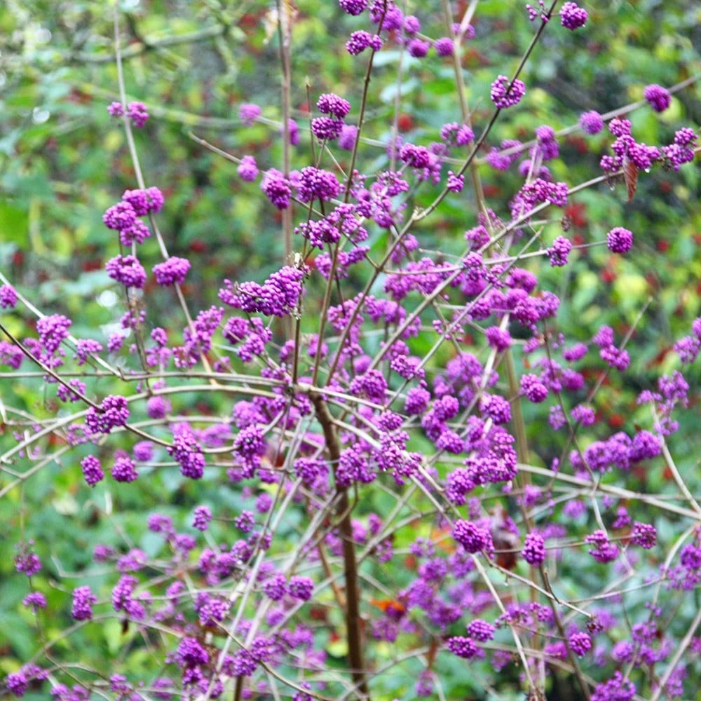Callicarpa Bodinieri Var. Giraldii 'Profusion' 2 Callicarpa Bodinieri Var. Giraldii 'Profusion' - Image 2
