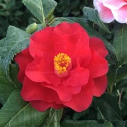 Camellia Japonica 'Lady Vansittart' -Plants Shop pl0000000619 card3 lg