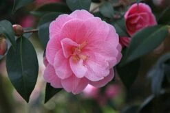 Camellia × Williamsii 'Donation' -Plants Shop pl0000000636 card3 lg