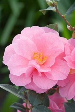Camellia × Williamsii 'Donation' -Plants Shop pl0000000636 card4 lg