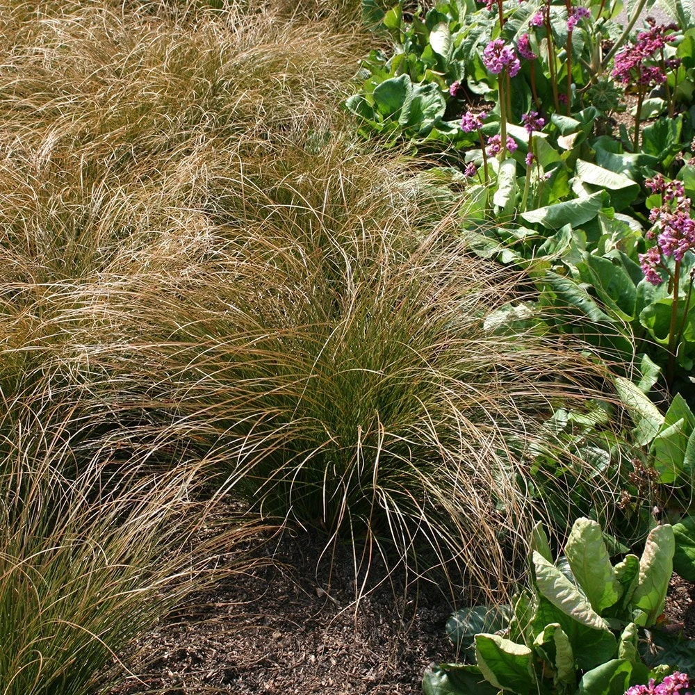 Carex Testacea 2 Carex Testacea - Image 2