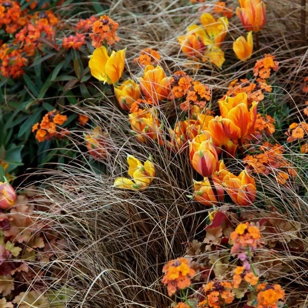 Carex Testacea 3 Carex Testacea - Image 3