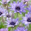 Catananche Caerulea