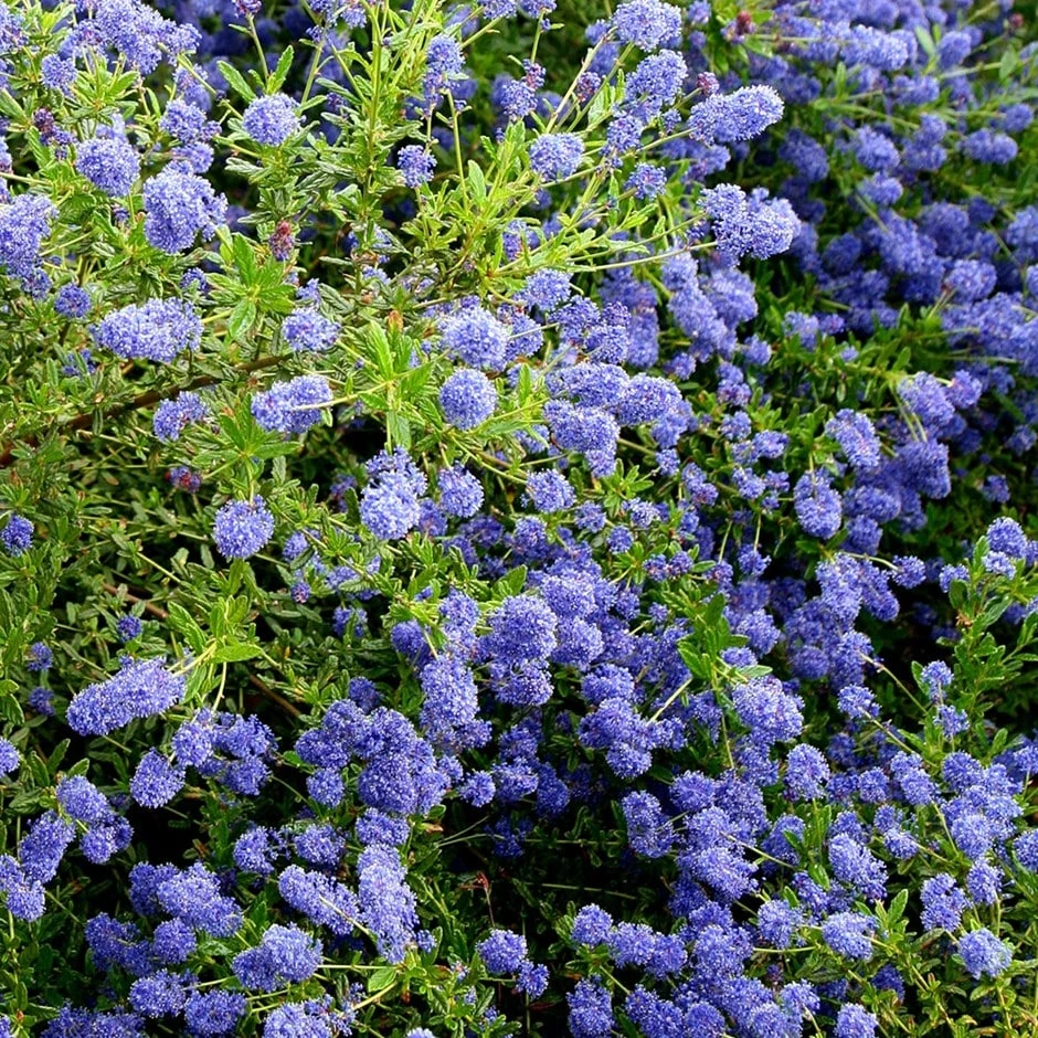Ceanothus 'Concha' 1 Ceanothus 'Concha'