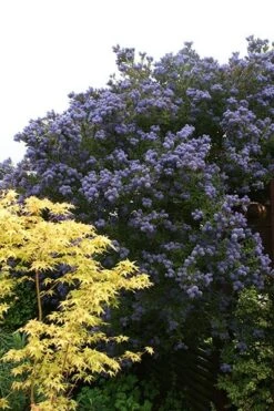 Ceanothus 'Puget Blue' -Plants Shop pl0000000721 card3 lg