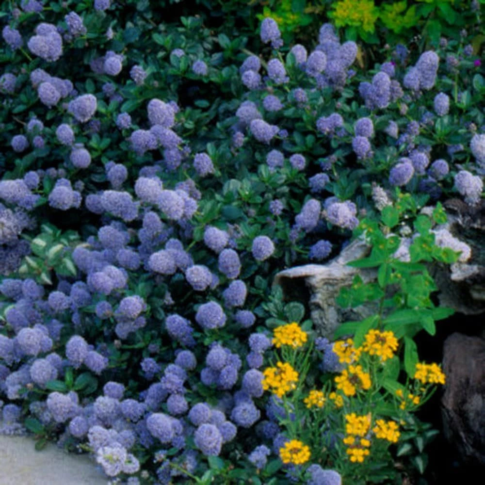 Ceanothus Thyrsiflorus Var. Repens 2 Ceanothus Thyrsiflorus Var. Repens - Image 2