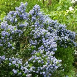Ceanothus 'Skylark' -Plants Shop pl0000000728 card3 lg
