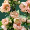 Chaenomeles Speciosa 'Geisha Girl'