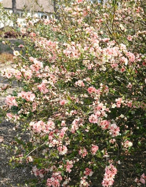 Chaenomeles Speciosa 'Geisha Girl' 2 Chaenomeles Speciosa 'Geisha Girl' - Image 2