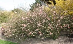 Chaenomeles Speciosa 'Geisha Girl' 5 Chaenomeles Speciosa 'Geisha Girl' -Plants Shop pl0000000774 card3 lg