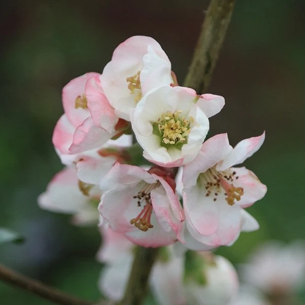 Chaenomeles Speciosa 'Moerloosei' 2 Chaenomeles Speciosa 'Moerloosei' - Image 2