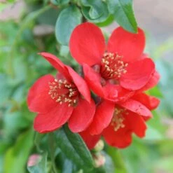 Chaenomeles × Superba 'Crimson And Gold'
