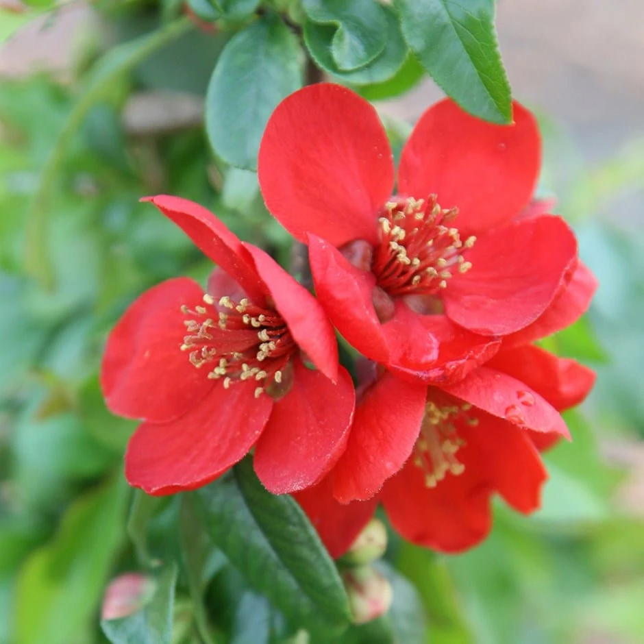 Chaenomeles × Superba 'Crimson And Gold' 1 Chaenomeles × Superba 'Crimson And Gold'