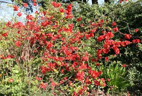 Chaenomeles × Superba 'Crimson And Gold' 2 Chaenomeles × Superba 'Crimson And Gold' - Image 2
