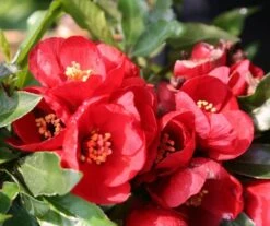 Chaenomeles × Superba 'Crimson And Gold' 7 Chaenomeles × Superba 'Crimson And Gold' -Plants Shop pl0000000780 card4 lg